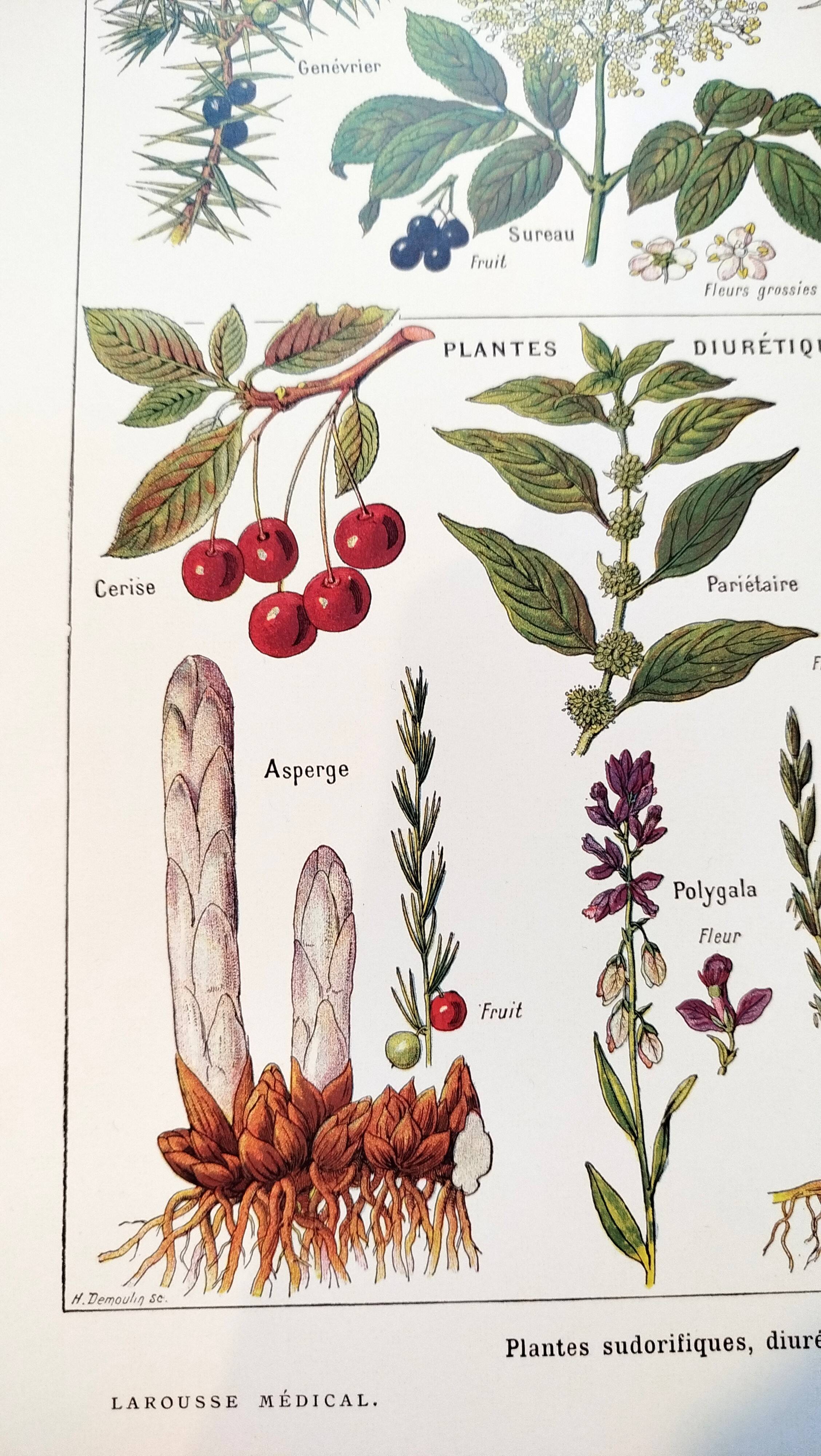 Poster on sudorific plants, based on a 1928 lithograph