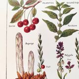 Poster on sudorific plants, based on a 1928 lithograph