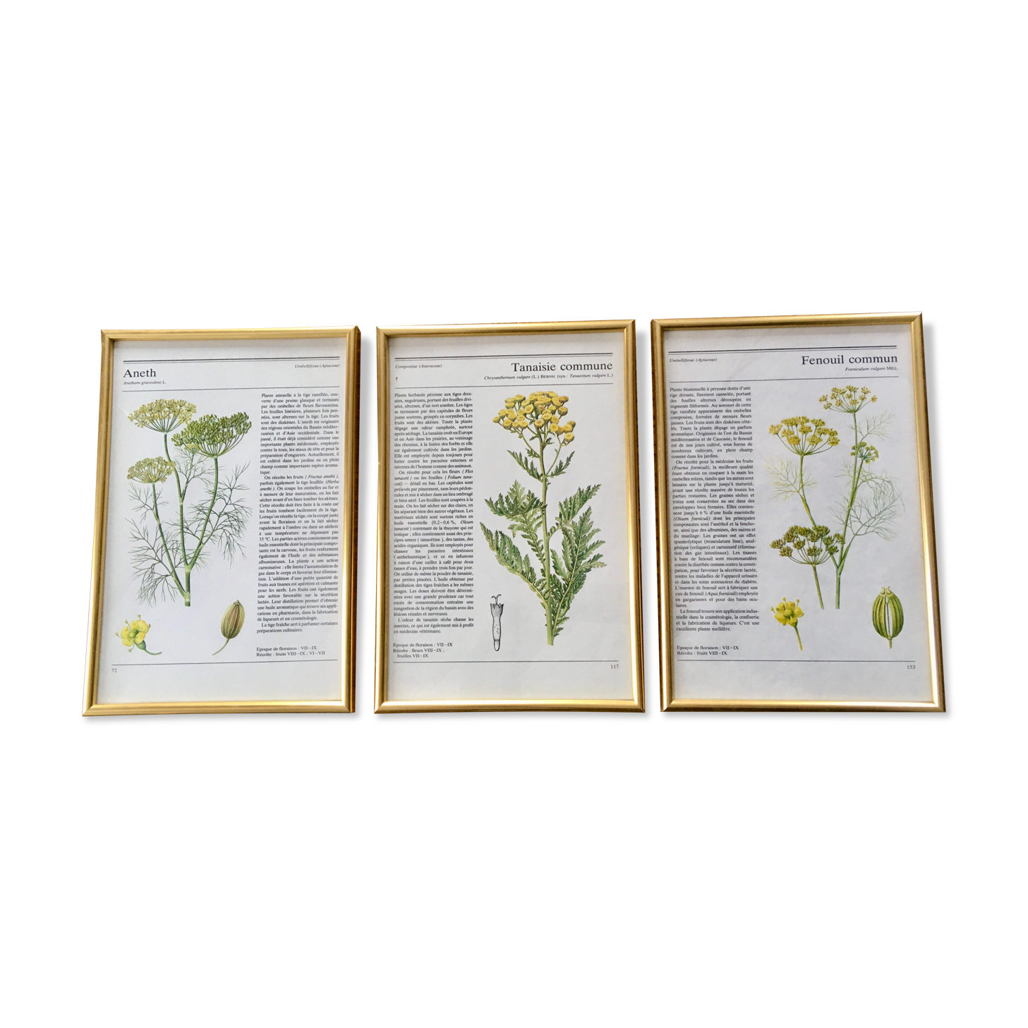 Vintage gold framed botanical illustrations 3