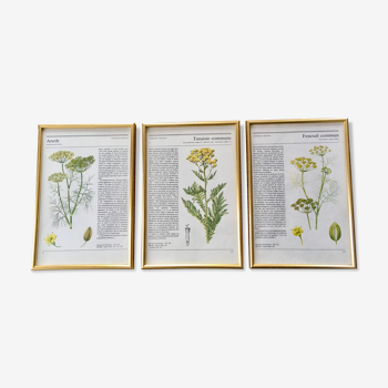 Vintage gold framed botanical illustrations 3