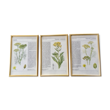 Vintage gold framed botanical illustrations 3