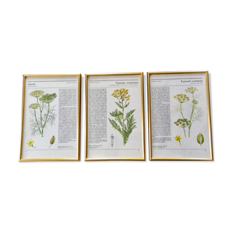 Vintage gold framed botanical illustrations 3