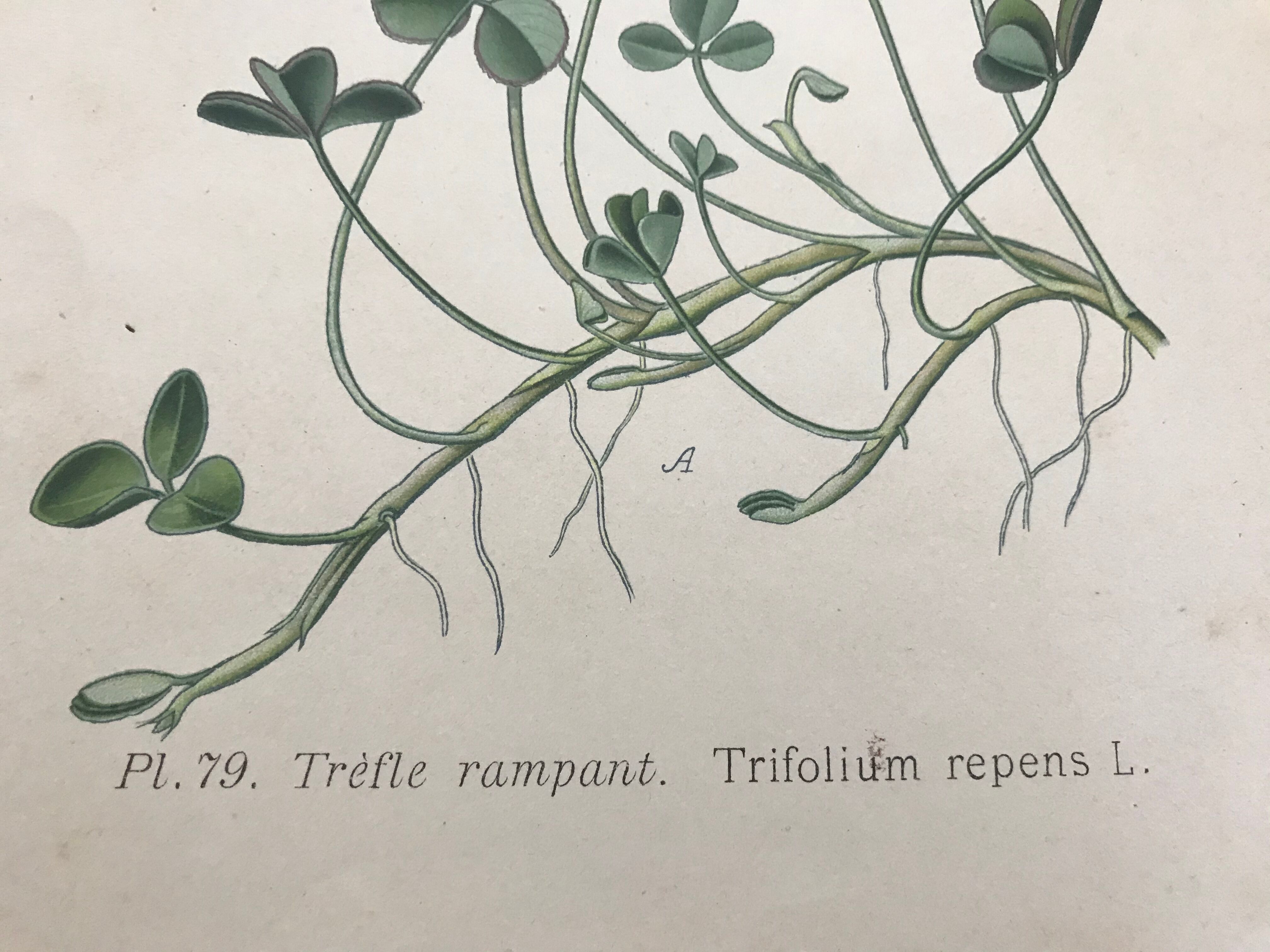 Botanical boards of white flowers 19th