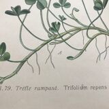 Botanical boards of white flowers 19th