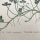 Botanical boards of white flowers 19th