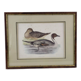 Pintail Duck engraving XIXth