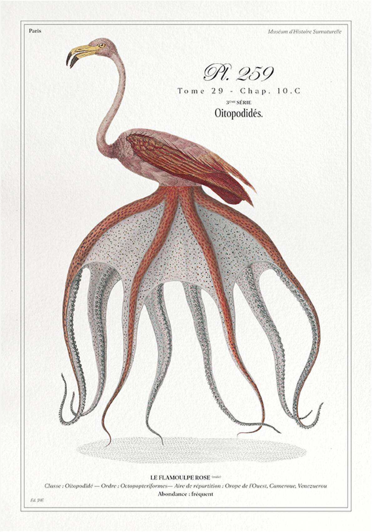 Chimera lithograph animal engraving - the pink flamoulpe