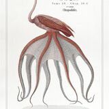 Chimera lithograph animal engraving - the pink flamoulpe