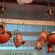 Pair of Art Nouveau style chandeliers in bronze and orange glass paste.