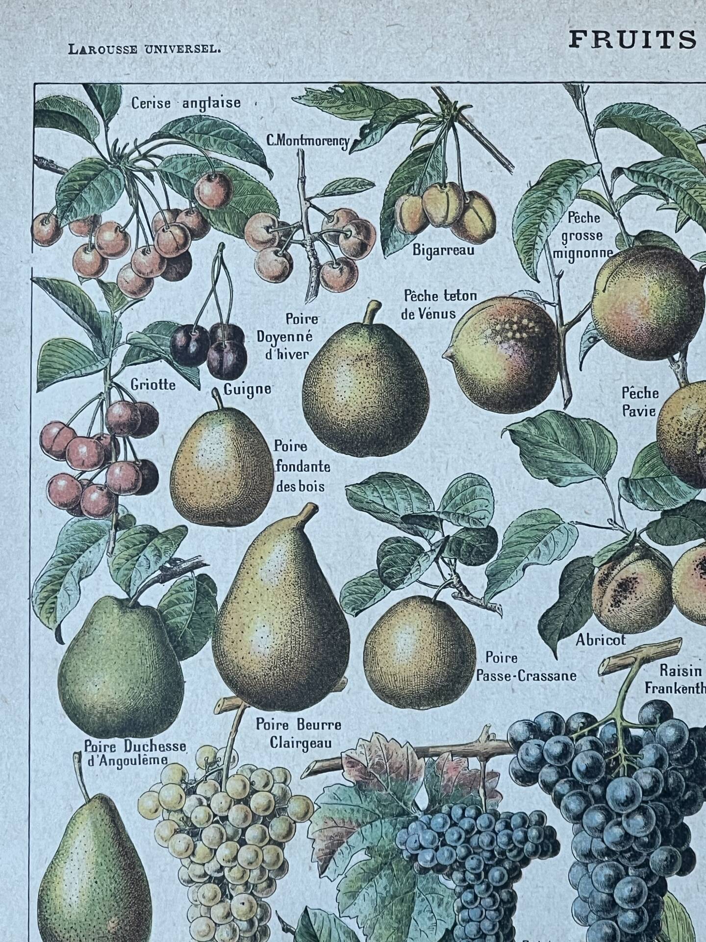 Botanical plate "Fruits" - 18.8x27.8cm