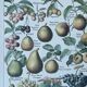 Botanical plate "Fruits" - 18.8x27.8cm