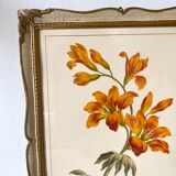 Framed fleur-de-lis botanical plate