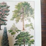 Lithograph on garden trees "locust"
