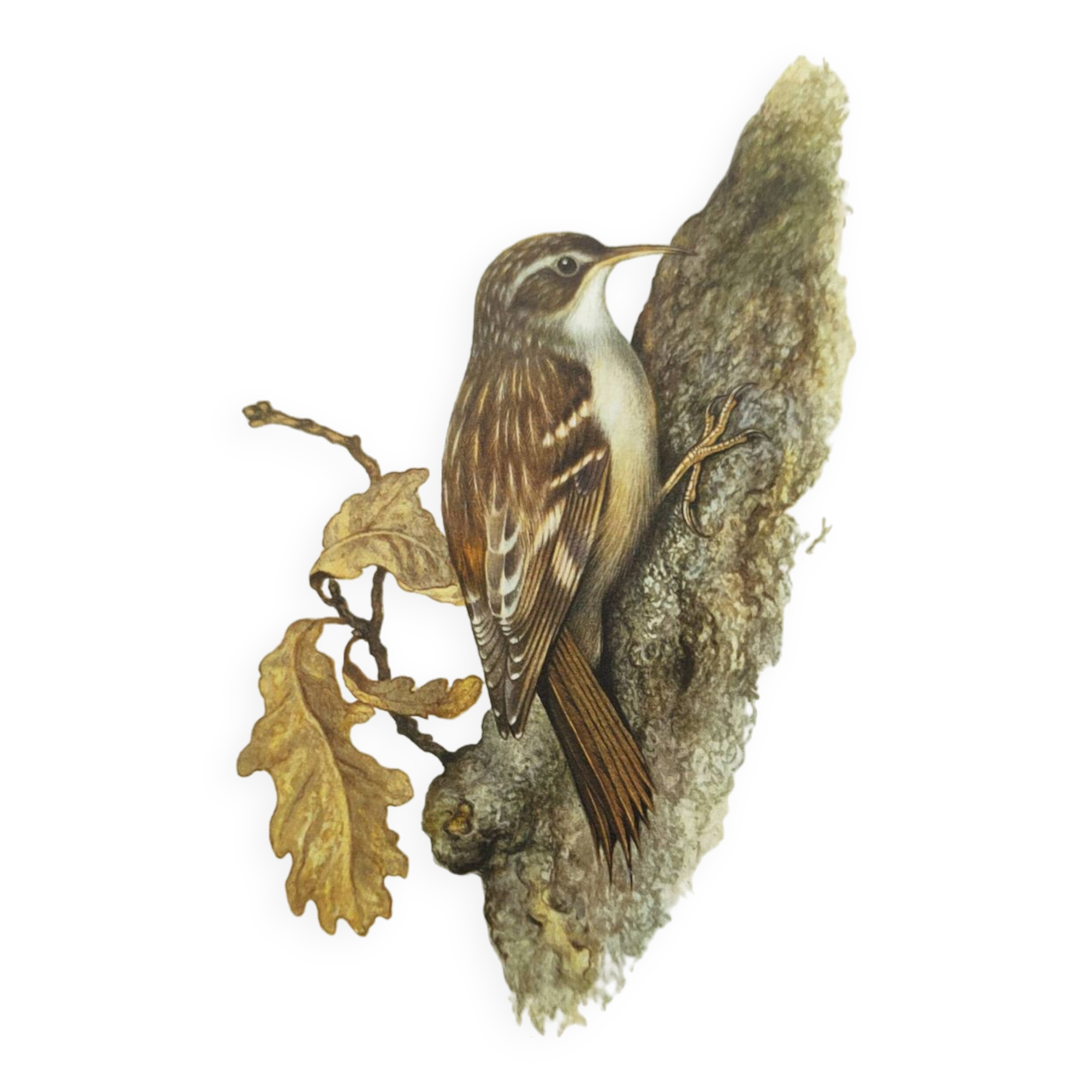 Old bird board 1960s - Garden Creeper - Ornithological illustration