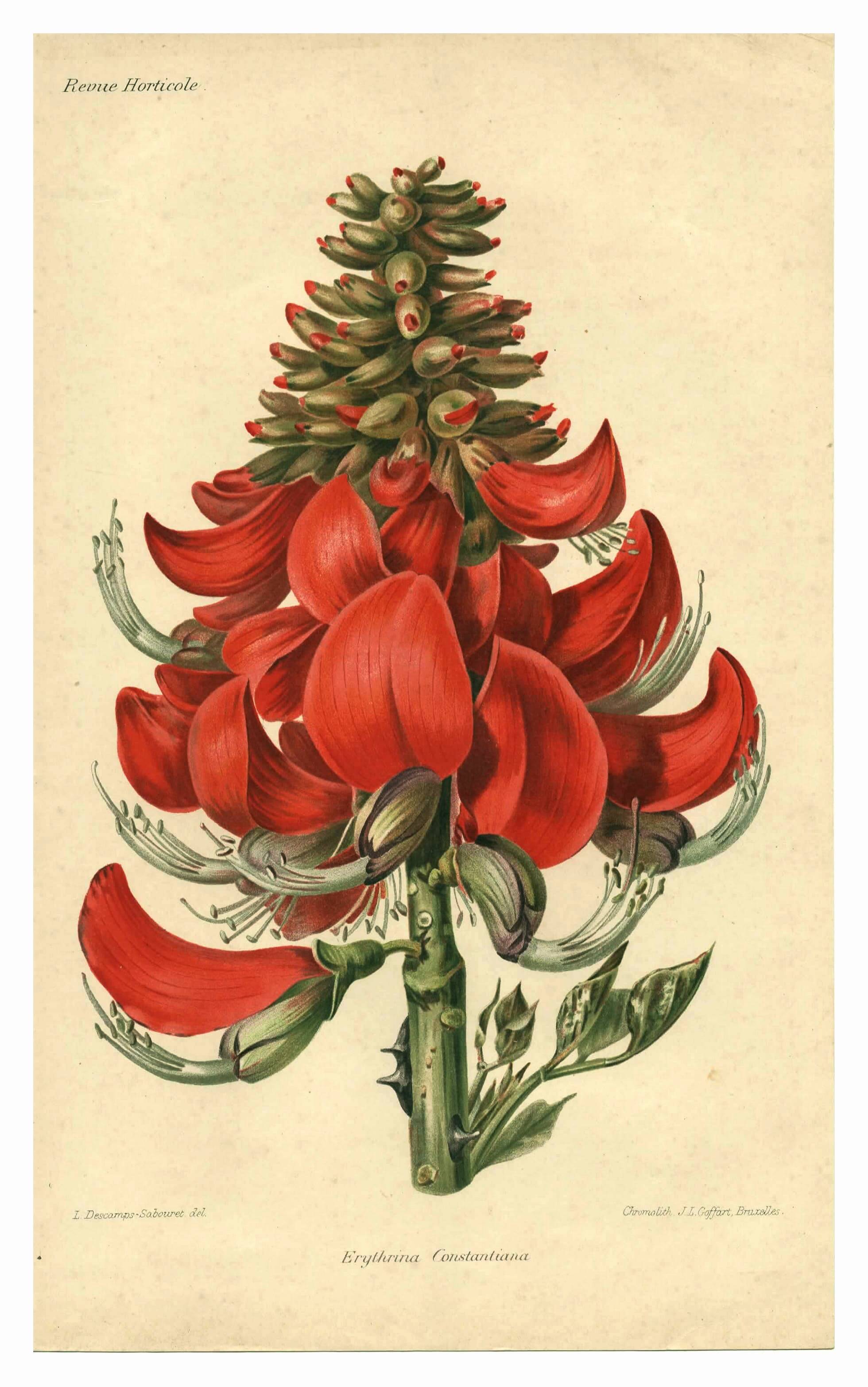 Antique Botanical Engraving 1896 by Sabouret • Erythrina Constantin - Flower