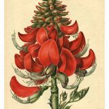 Antique Botanical Engraving 1896 by Sabouret • Erythrina Constantin - Flower