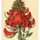 Antique Botanical Engraving 1896 by Sabouret • Erythrina Constantin - Flower