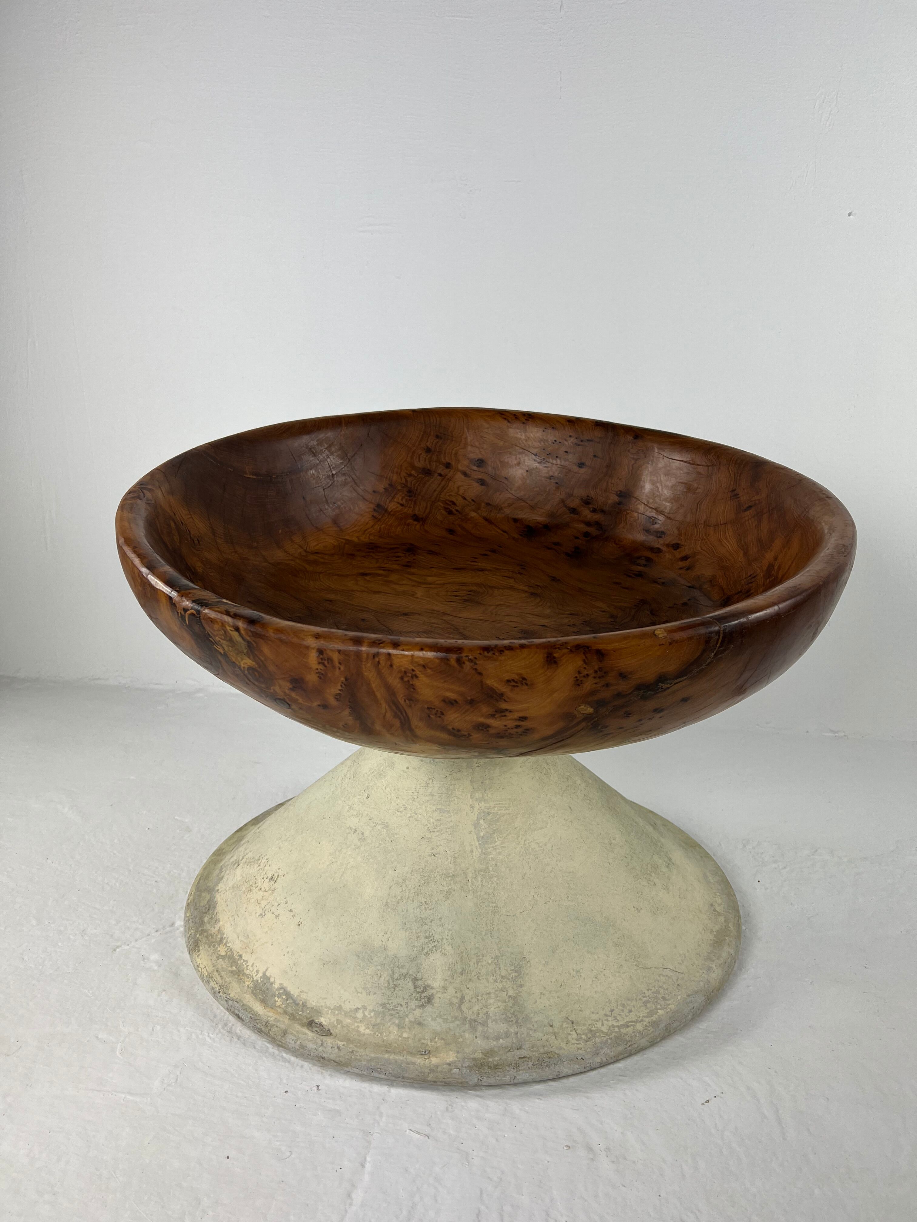 Xxl dish in tuya root