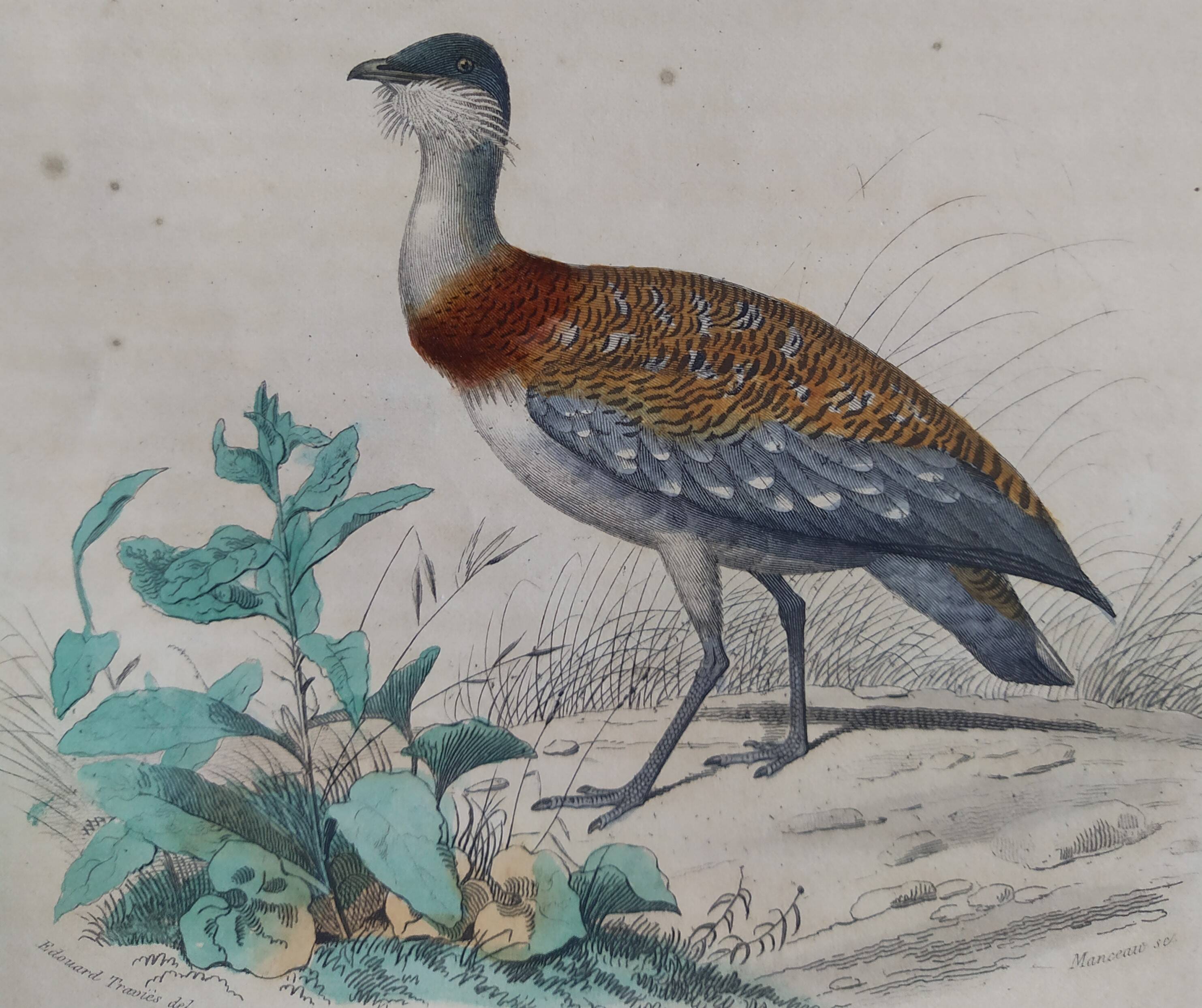 Ornithological Plate Buffon 1838 "Bustard & Little Bustard"