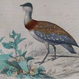 Ornithological Plate Buffon 1838 "Bustard & Little Bustard"