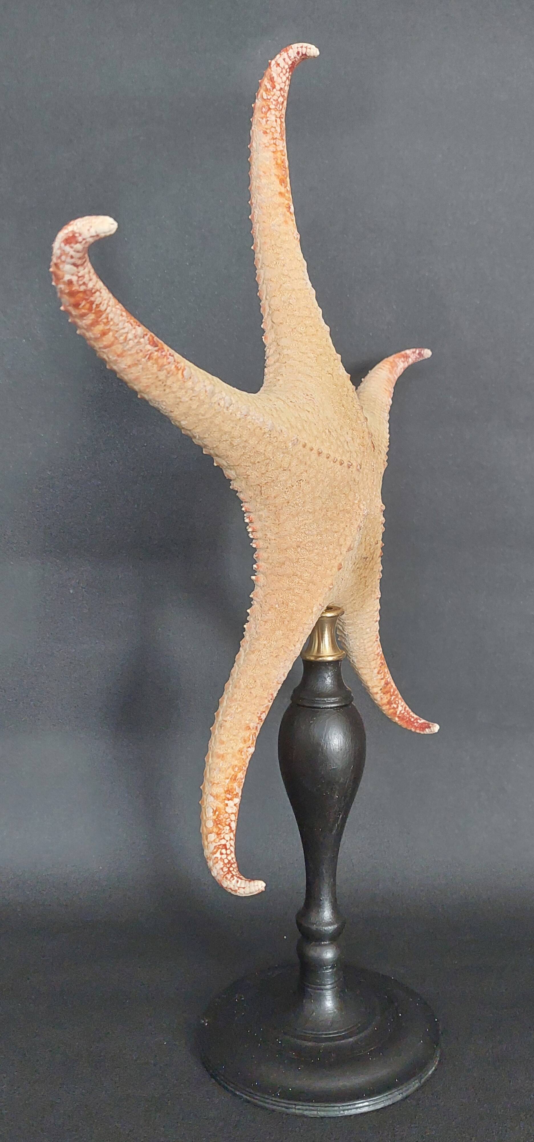 Cabinet of Curiosities starfish Poraster superbus on a base
