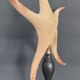 Cabinet of Curiosities starfish Poraster superbus on a base