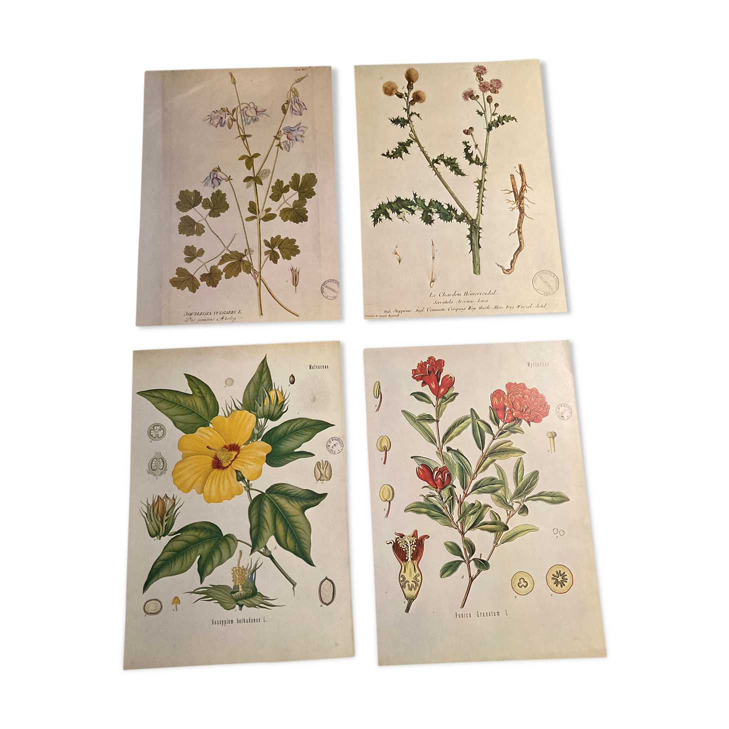 Lot 4 vintage botanical posters