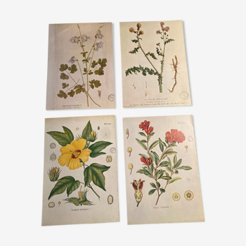 Lot 4 vintage botanical posters