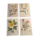 Lot 4 vintage botanical posters