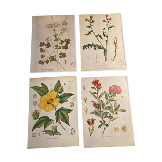 Lot 4 vintage botanical posters