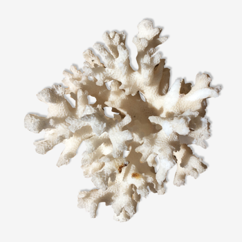 Ancient white coral