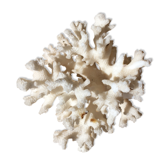 Ancient white coral