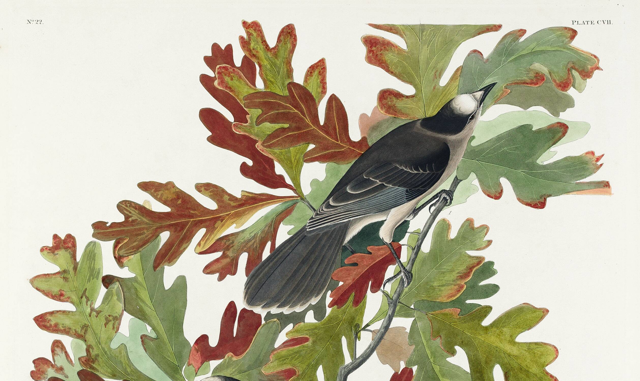 Poster about the Canada Jay, based on an old engraving from 1827.