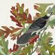Poster about the Canada Jay, based on an old engraving from 1827.