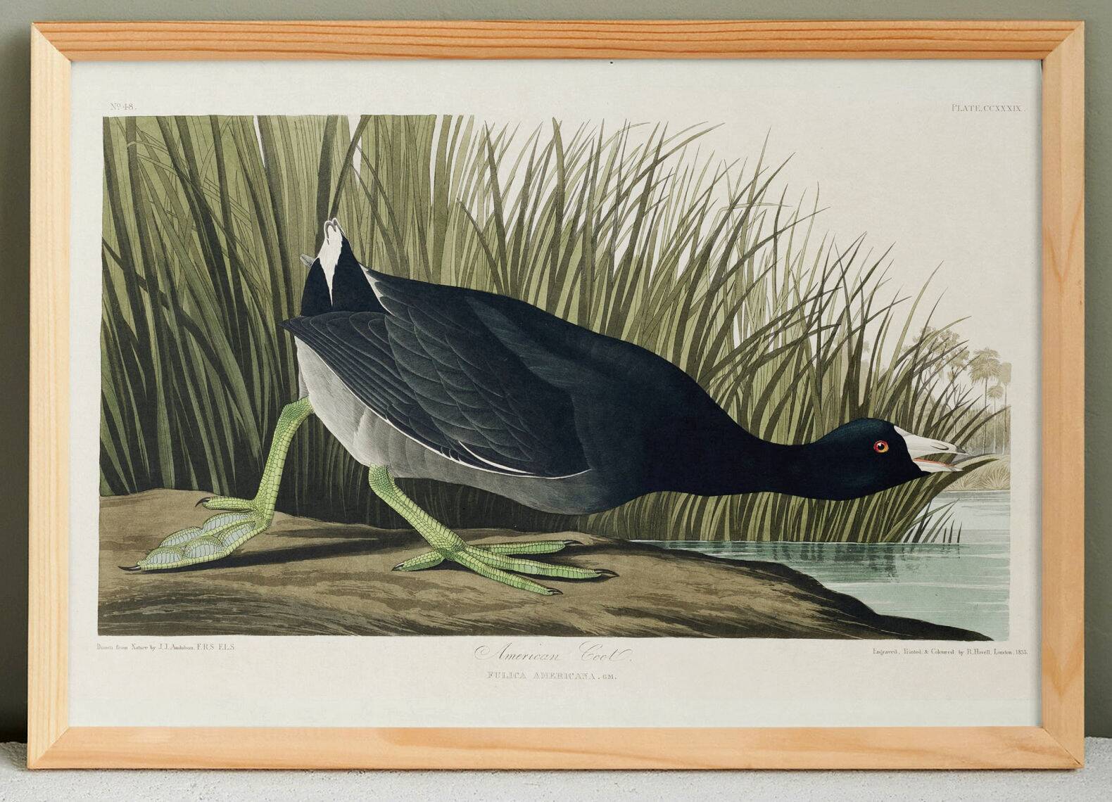 Poster about the American Coot, based on an old engraving from 1827.
