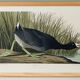 Poster about the American Coot, based on an old engraving from 1827.