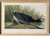 Poster about the American Coot, based on an old engraving from 1827.