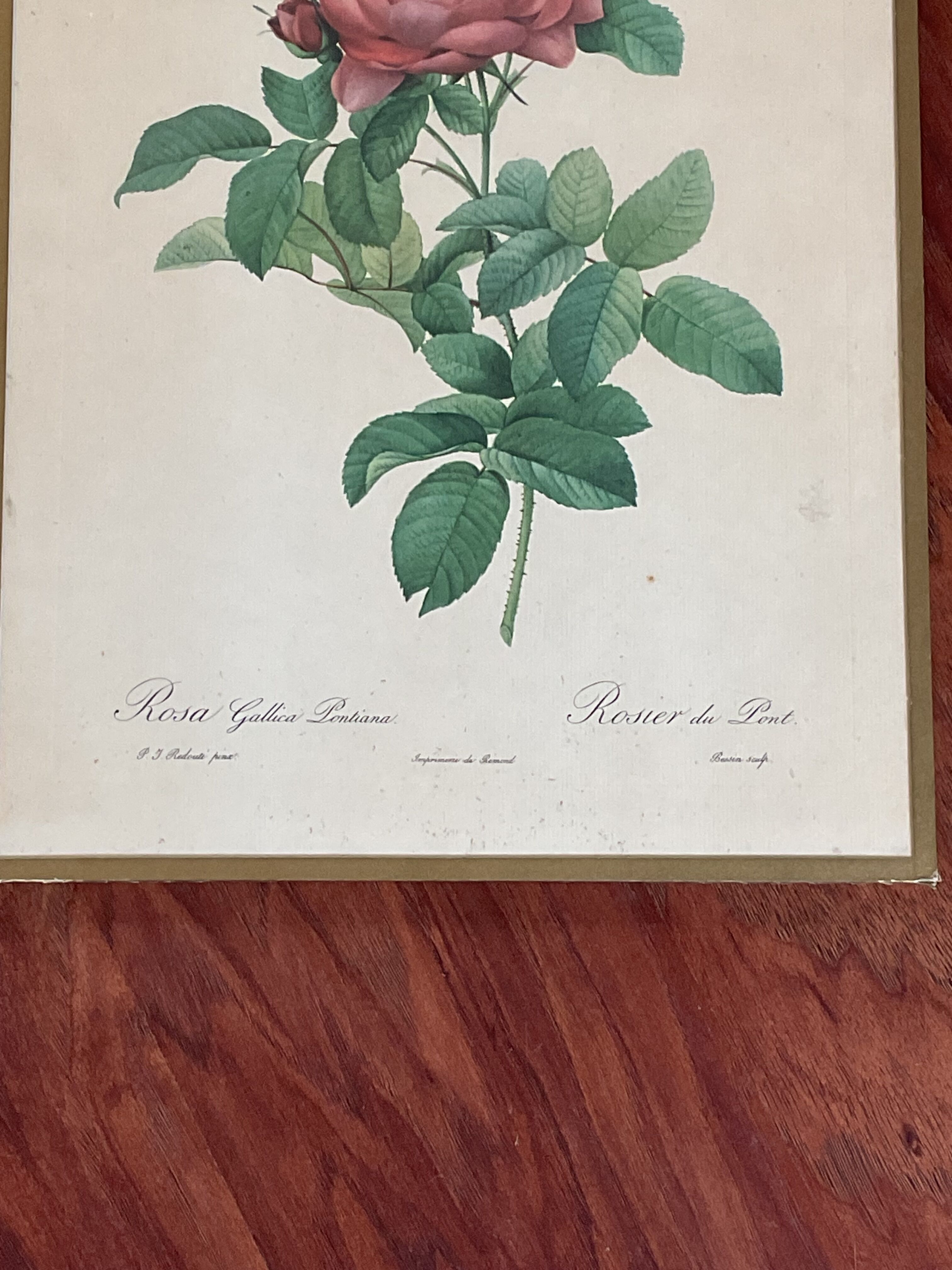 Botany illustration Redouté