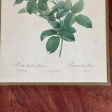 Botany illustration Redouté