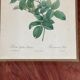 Botany illustration Redouté