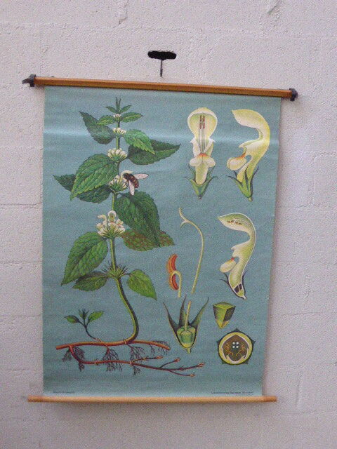 Botanical poster plant medicinal by Jung-Koch-Quentell, created in 1960, collector and vintage linen
