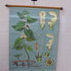 Botanical poster plant medicinal by Jung-Koch-Quentell, created in 1960, collector and vintage linen
