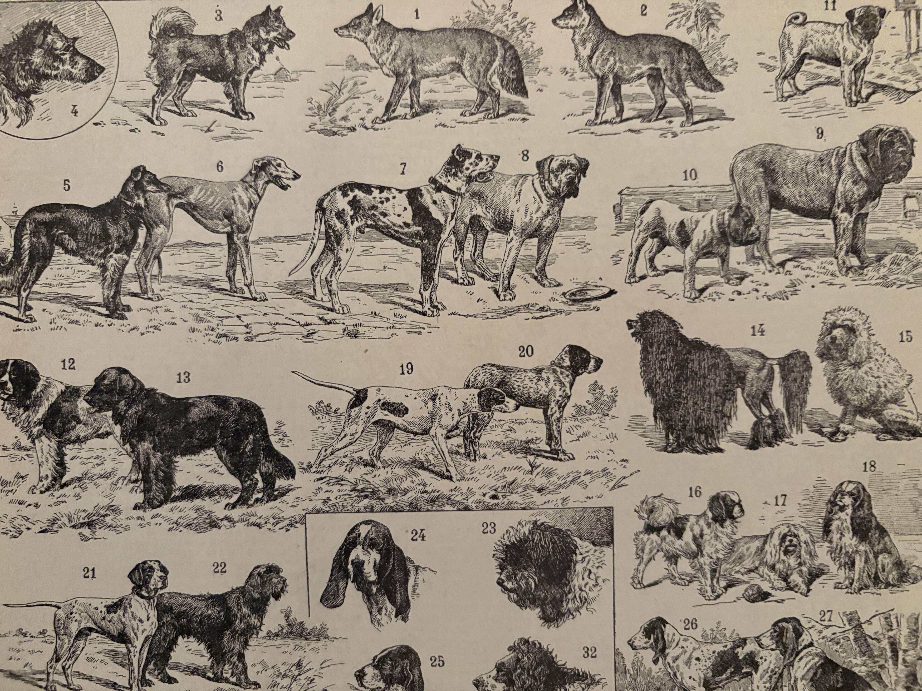 Vintage illustrated plate about dogs - 1900