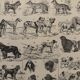 Vintage illustrated plate about dogs - 1900