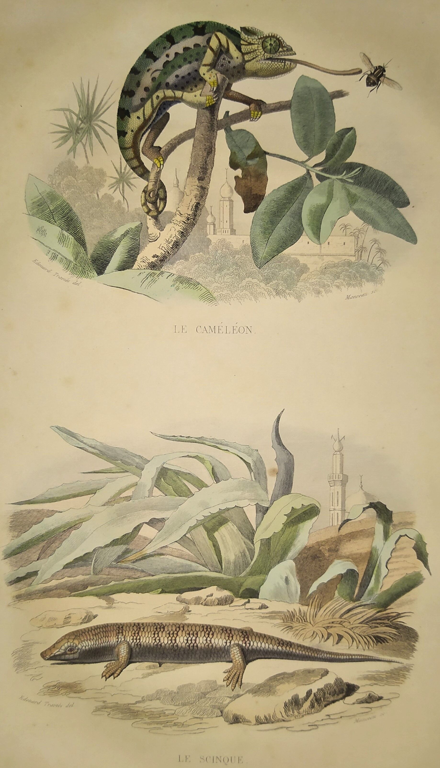 Planche zoologique originale de 1839 " cameleon & scinque "