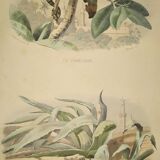 Original zoological plate of 1839 " cameleon & scinque "