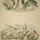 Planche zoologique originale de 1839 " cameleon & scinque "