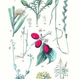 Poster on plants, after an engraving from 1881 (millet, ryegrass, cane, fescue)