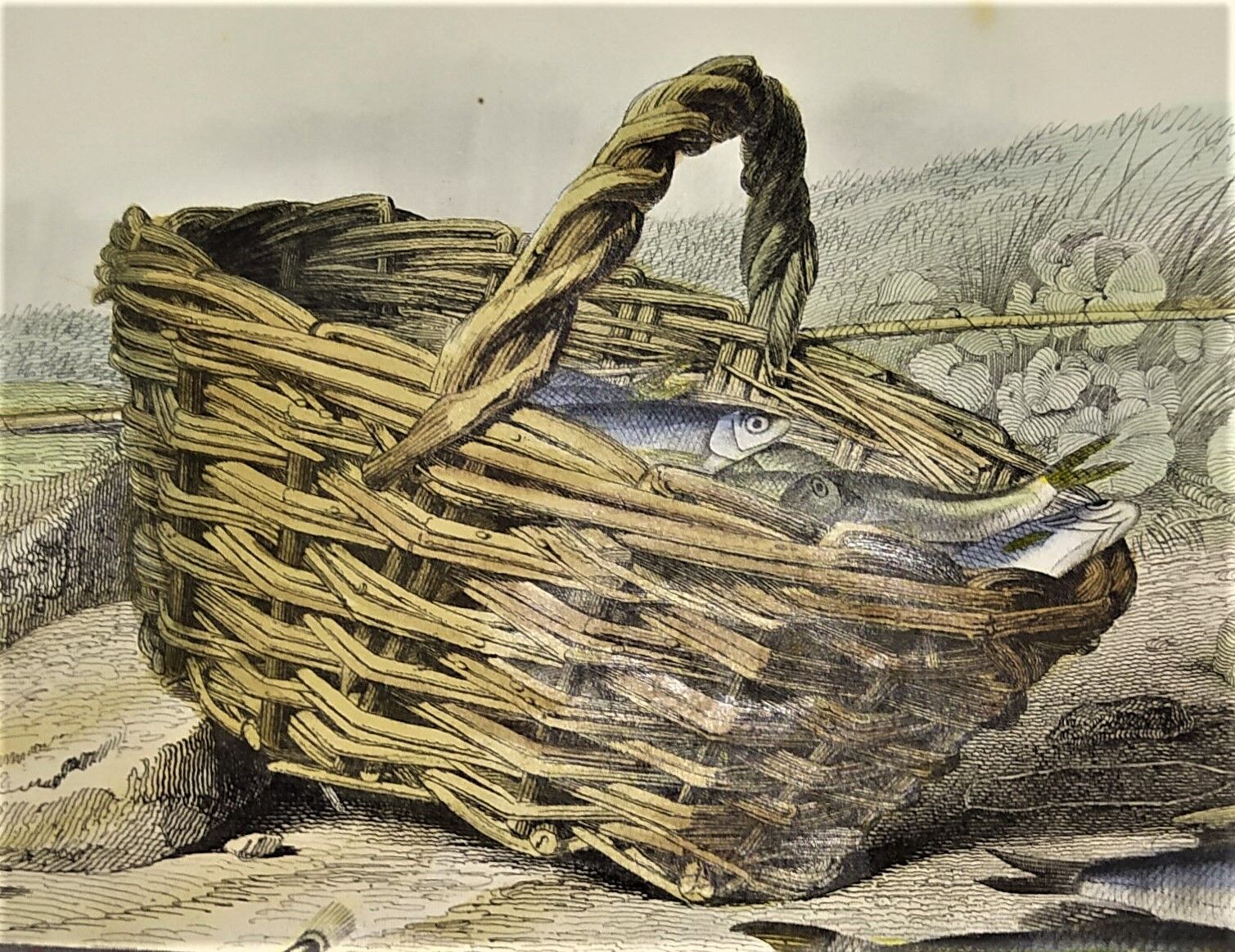 Original zoological plate of 1839 " the trout, the epinoche,....,....,....