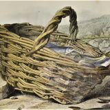 Original zoological plate of 1839 " the trout, the epinoche,....,....,....